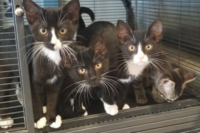 Cats Available for Adoption in Saugerties